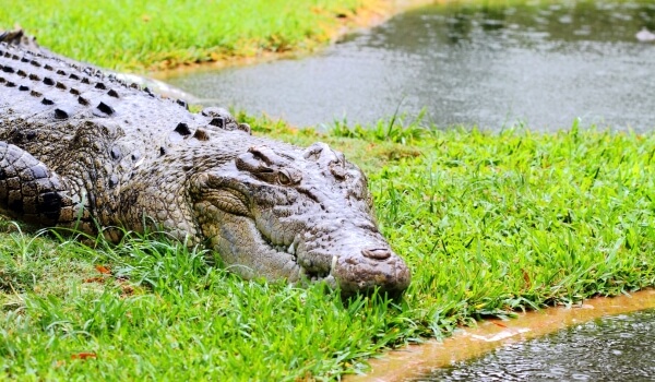 Фото: краснокнижный соленый крокодил