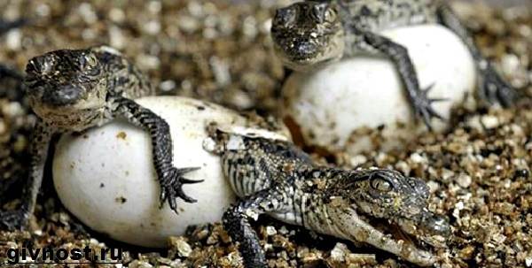 Хохлатый-крокодил-рептилия-образ жизни-и-среда обитания-хохлатого-крокодила-5