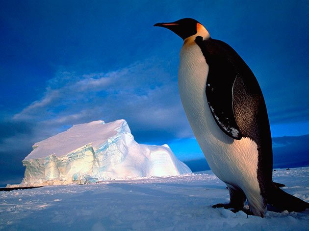 Антарктида – основное место обитания императорских пингвинов