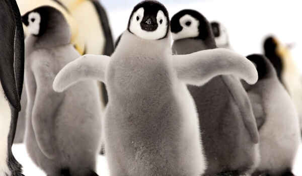 На фото: птенец императорского пингвина
