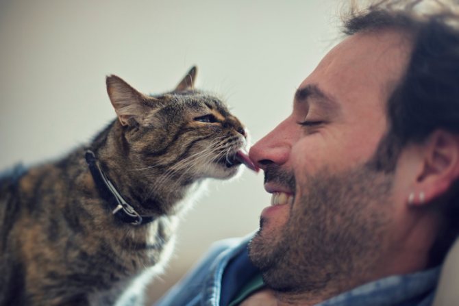 Как кошки проявляют любовь к своим хозяевам