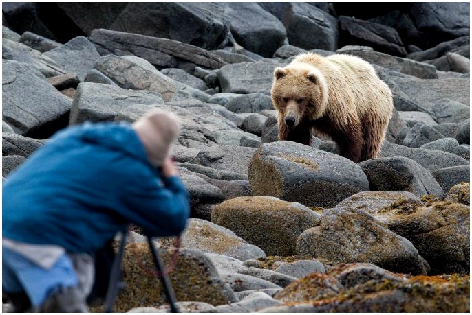Как быстро бегают медведи - не позволяйте мастеру Брюину шептать вам