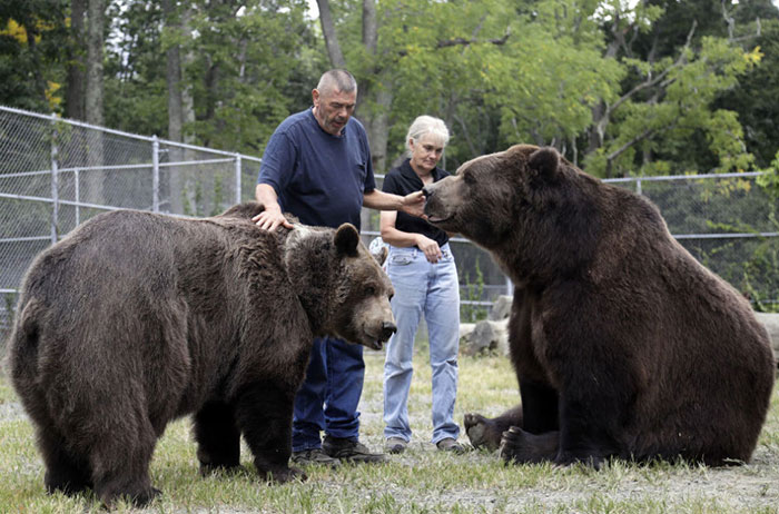Кадьяк - самый крупный бурый медведь