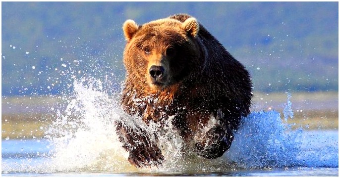 Как быстро бегают медведи - не позволяйте мастеру Брюину шептать вам
