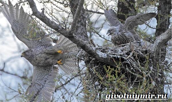 Кречет-птица-образ жизни-и-среда обитания-aves-gerifalte-5