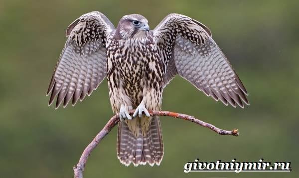 Кречет-птица-образ жизни-и-среда обитания-aves-gerifalte-4