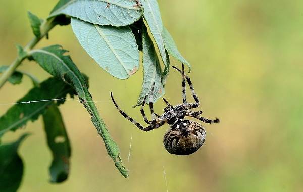 Паук-кросс-описание-особенности-виды-образ жизни-и-среда обитания-паук-15