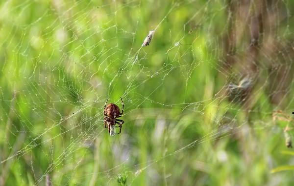 Паук-кросс-описание-особенности-виды-образ жизни-и-среда обитания-паук-16