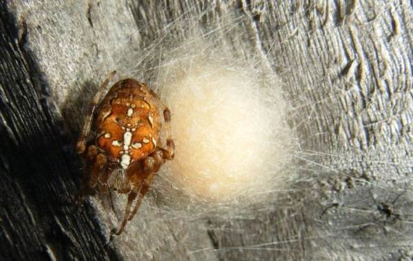 Паук-кросс-описание-особенности-виды-образ жизни-и-среда обитания-паук-18