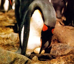 Королевский пингвин охраняет яйцо.