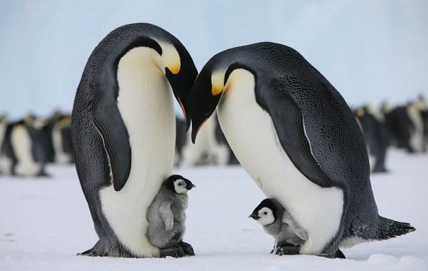 Королевский пингвин-описание-характеристики-виды-образ жизни-и-среда обитания-птицы-21