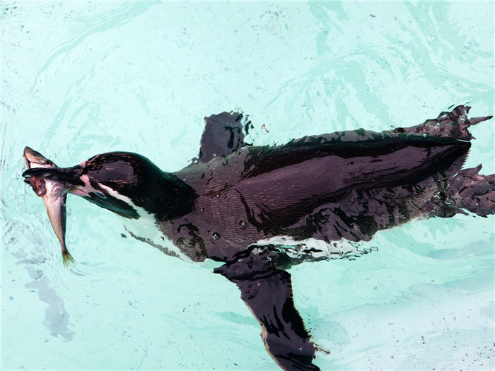 Еловый пингвин