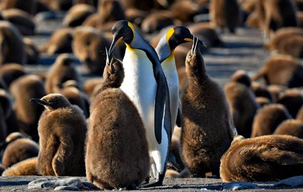 Королевский пингвин-описание-характеристики-виды-образ жизни-и-среда обитания-птицы-2