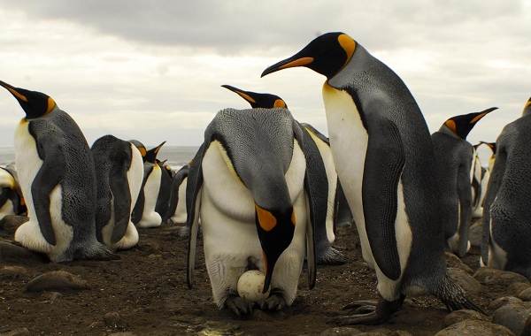 Королевский пингвин-описание-характеристики-виды-образ жизни-и-среда обитания-птицы-20