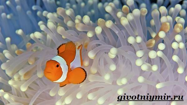 Clownfish-Образ жизни-и-Среда обитания-Clownfish-3