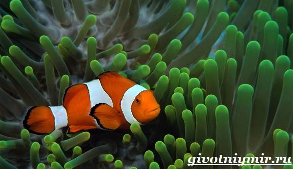 Рыба-клоун-Образ жизни-и-среда обитания-рыба-клоун-2