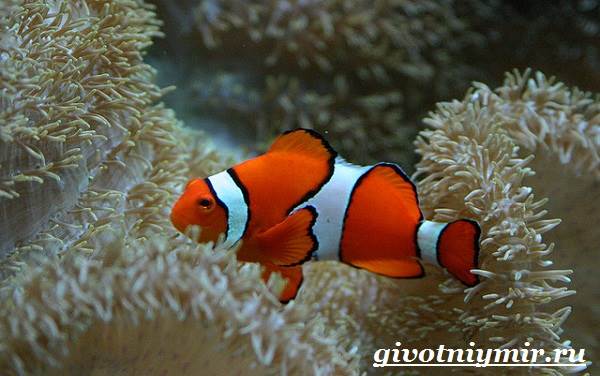 Рыба-клоун-Образ жизни-и-среда обитания-рыба-клоун-5