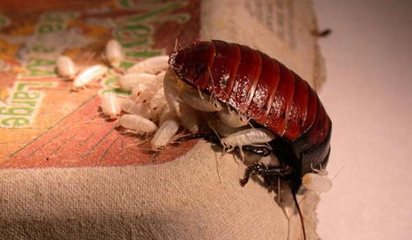 На фото: детеныши мадагаскарского таракана