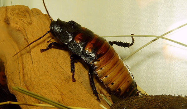 Фото: Самец мадагаскарского таракана