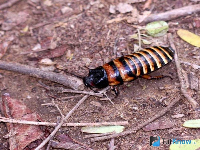 Мадагаскарский шипящий таракан на земле
