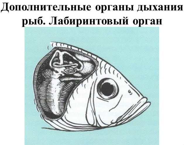 Лабиринтные органы дыхания рыб