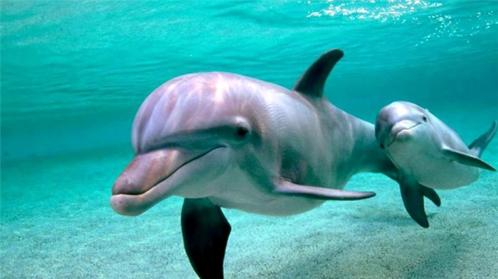 Фото: 7 неприятных фактов о дельфинах, которые изменят ваши отношения #7 - BigPicture.ru