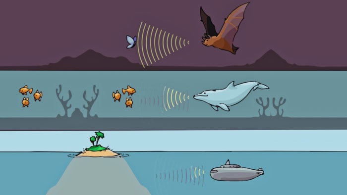 Эхолокационное сравнение летучих мышей, дельфинов и подводных лодок