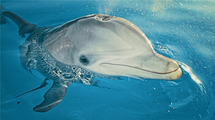 Язык дельфина, расположенный на затылке