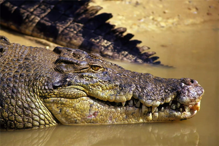 Голова и хвост крокодила, ухаживающего за кромкой воды.