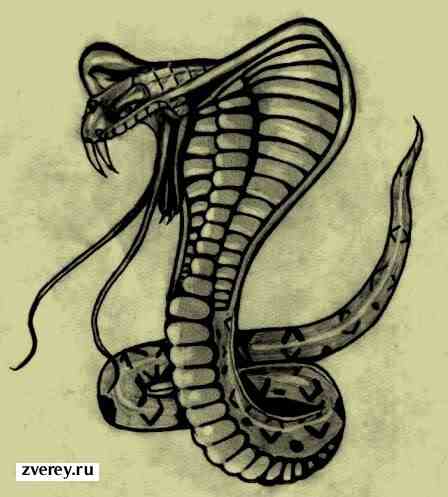 Королевская кобра рисунок
