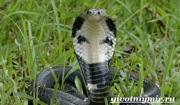 Индийская-кобра-индийская-кобра-образ жизни-и-среда обитания-5