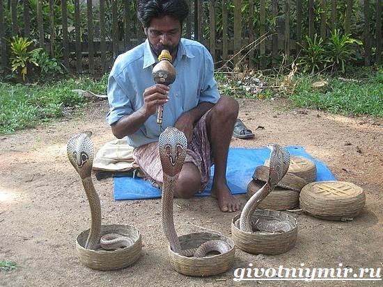 Индийская-кобра-индийская-кобра-образ жизни-и-среда обитания-7