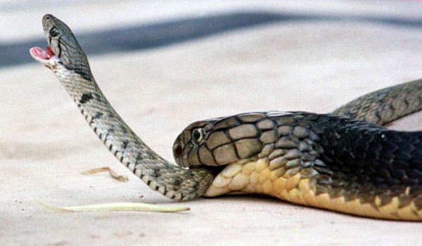 Фото: Опасная королевская кобра