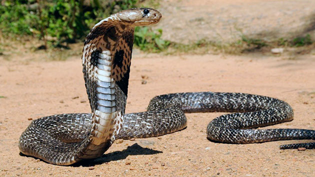 Характерной чертой королевской кобры является то, что когда она пугает врагов (включая людей), змея может укусить, но не впрыснуть яд 
