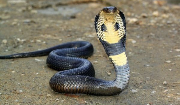 Фото: королевская кобра в дикой природе