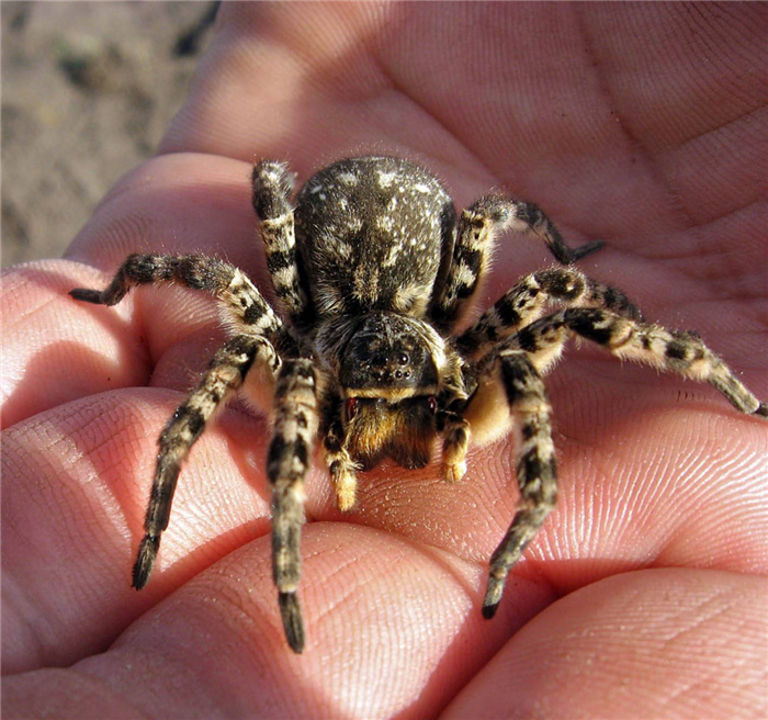 Южнорусский тарантул: питание, образ жизни, места обитания