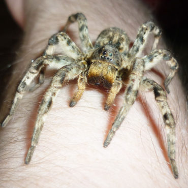 Южнорусский тарантул (мизгирь) в руке