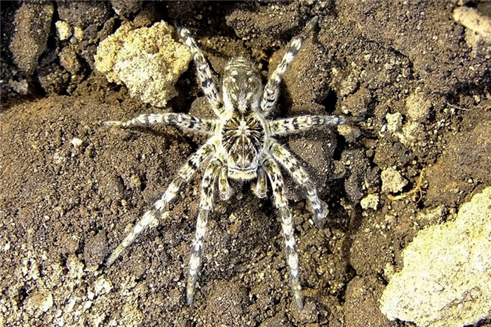Южнорусский тарантул (мизгирь), внешний вид