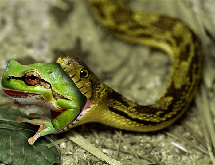 Змея ест лягушку