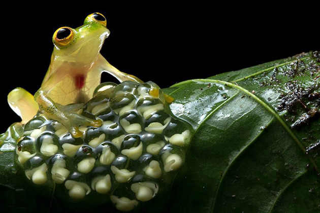 В тропиках лягушки размножаются в сезон дождей, а в умеренных широтах – весной