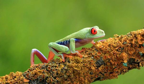 Фото: Красноглазая древесная лягушка