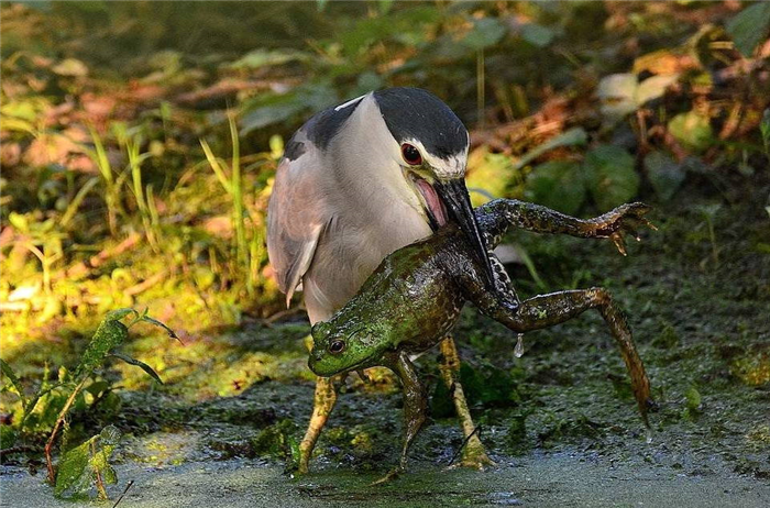 Птица ест лягушку