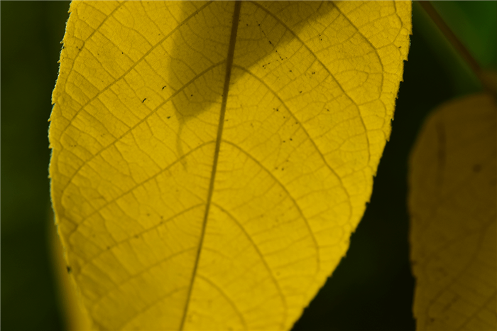 Пожелтевшие листья маньчжурского ореха