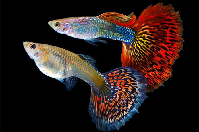 Живородящие аквариумные рыбки: список, описание, фото, виды