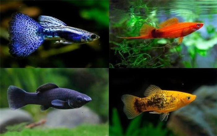Живородящие аквариумные рыбки: список, описание, фото, виды