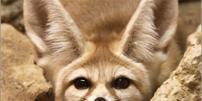 Сколько живет лисица фенек в домашних условиях?