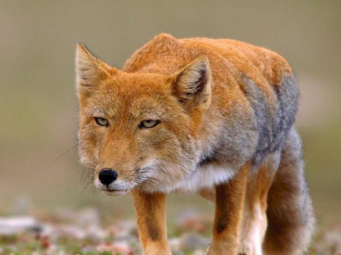 Что лиса ест в дикой природе? Что едят лисы в лесу кратко с примерами?