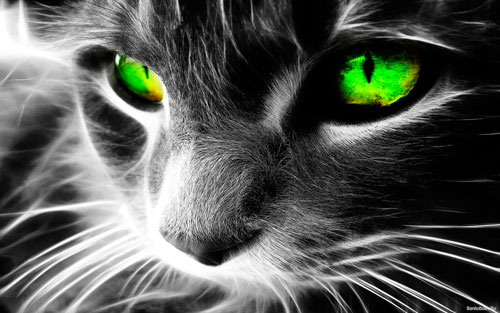 Строение глаза у кошек