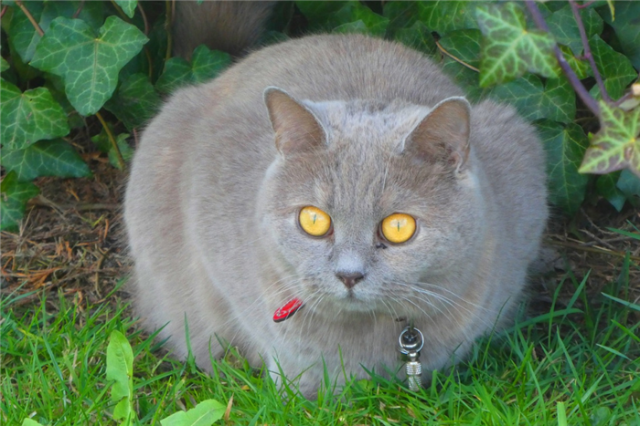 Мир глазами кота: каким они его видят