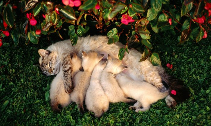 Кормящая кошка с котятами